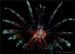Beautiful lionfish in Banka island... Canon 400D 60mm mac... by Alex Tattersall 